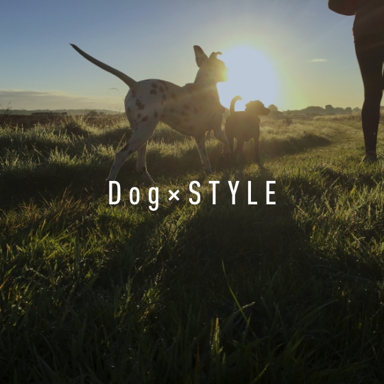 style_dog